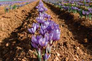 Bổ sung bảo vệ thị lực affroneye để hỗ trợ lưu lượng máu ở mắt và ngăn ngừa mất độ nhạy tương phản cho các chuyên gia - Product Image 3