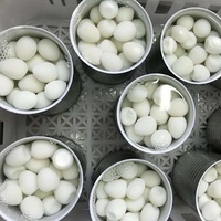 Œufs de caille marinés style asiatique en saumure, prêts à cuisiner, en conserve, pour la vente en gros en vrac, en provenance directe d'usine