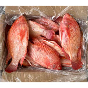 Tilapia Rouge Entière Congelée de Haute Qualité, Naturelle, Élevée en Ferme, Certifiée <span class=keywords><strong>BAP</strong></span> et ASC, Vente en Gros - Product Image 1