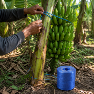 Corde en polypropylène vierge traitée anti-UV pour soutien <span class=keywords><strong>des</strong></span> plantes (bananes, tomates), rouleau de 4 kg, vente en gros usine - Product Image 5