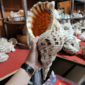 Caracol Trompeta de Calidad de Exportación, Recién Cosechado y Listo para Suministro a Granel en Todo el Mundo - Product Image 1