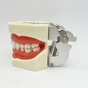 سعر المصنع = للعلوم الطبية لممارسة طب الأسنان 28 نموذج إعداد الأسنان - Product Image 3