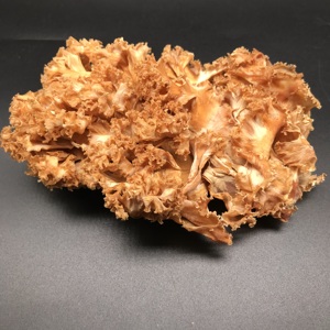 Champignons Sparassis Crispa séchés de haute qualité en promotion – Champignons de choux-fleurs - Product Image 4