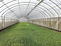 Serre BAIXINXIN |   Structure de cadre de serre |   Grandes serres en plastique multi-voûtes, usage professionnel, anti-goutte, pour jardin