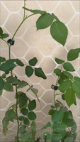Clips de fixation pour plantes grimpantes en gros, supports de croissance pour plantes de jardin, clips de fixation pour vignes, supports pour orchidées