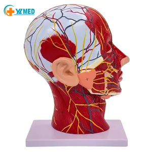 Science médicale Modèle neuronal vasculaire cérébral humain de la structure musculaire neurovasculaire faciale de la tête, du visage et du cou de taille adulte
