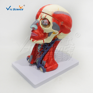 Мышцы головы и шеи и кровеносные сосуды, прикрепленные к мозгу, 10 компонентов анатомии, медицинская модель туловища человека - Product Image 6