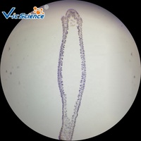 Middle School Student Gift Hydra W.m Animal Microscope Prepared Slides for Teaching and Lab Using Zoology Microscope Slides
