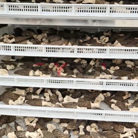 Productielijn voor het drogen van eetbare champignons, schimmelwerende dehydratatie- en drooglijn voor champignonmaterialen