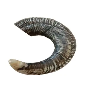 Ram Horn /sheep Horn Natural Crafts Galore Bulk Quantity Available for Sale Animal Carved Europe