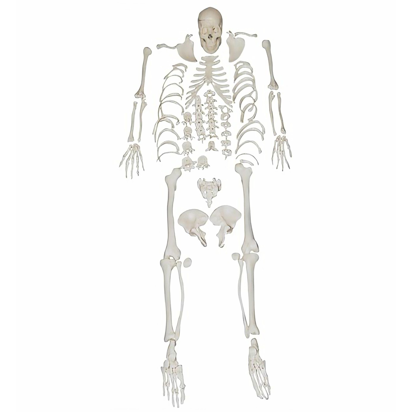 Klinik Medizin PVC-Schule Lehre zerkleinerter ganzkörper des Menschen verstreutes Knochenanatomie-Skelettmodell mit 3-teiligem Schädel