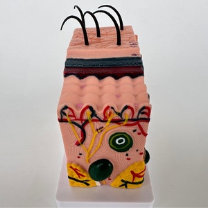 Modèle anatomique de structure du tissu cutané humain à l'échelle 30x, modèle médical esthétique en plastique tridimensionnel pour la perte de cheveux - Product Image 2