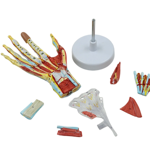 Modelo de Anatomía de Mano Desmontable de Tamaño Real con Vasos Sanguíneos y Nervios, 7 Partes - Modelo Anatómico de Ciencias Médicas - Product Image 2