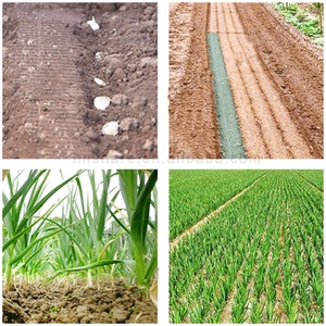 Plantador <span class=keywords><strong>de</strong></span> ajo <span class=keywords><strong>de</strong></span> 8 filas Máquina manual Semillas <span class=keywords><strong>de</strong></span> ajo para plantar - Product Image 4