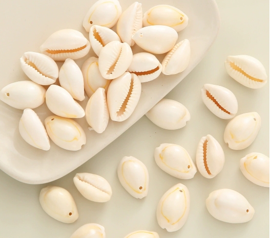 beach shells seashells corn shell natural home decor boxed lots wedding display craft small