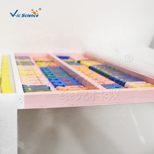 แบบจำลองกายวิภาคพาราเมเซียมขยายขนาด 3 ส่วน แบบจำลองการสาธิตสิ่งมีชีวิตเซลล์เดียวสำหรับการสอนในห้องปฏิบัติการ CE/ISO/ROHS/CNAS - Product Image 3