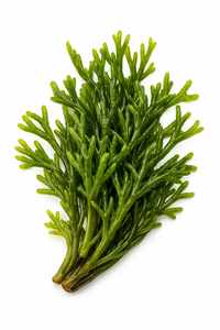 TW Codium Fragile PDRN Complexe Marin Premium Derivé de Plantes pour Matière Première Cosmétique, Détoxification Cutanée et Base de Soin Purifiante - Product Image 3