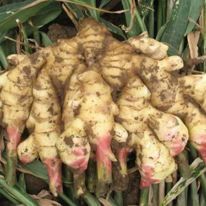 Gingembre frais biologique de Chine, qualité export, provenant du Shandong - Product Image 6