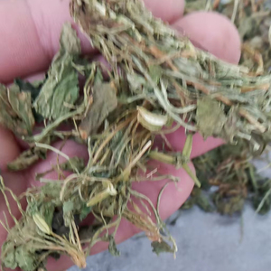 <span class=keywords><strong>Zi</strong></span> Hua <span class=keywords><strong>Di</strong></span> Ding, plantes entières séchées brutes de Viola Philippica, non extraites, violet à fleurs violettes pour herbe médicinale - Product Image 1