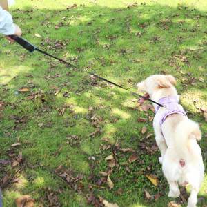 สายจูงสุนัขและแมวแบบยืดหดได้อัตโนมัติพร้อมสายจูงสุนัขยืดหดได้ดีไซน์ใหม่ - Product Image 3