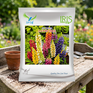 Graines de fleurs hybrides d'iris et de lupin séchées, feuillage en forme de palmier, fleurs mixtes multicolores, importées, 100 jours jusqu'à la maturité - Product Image 3
