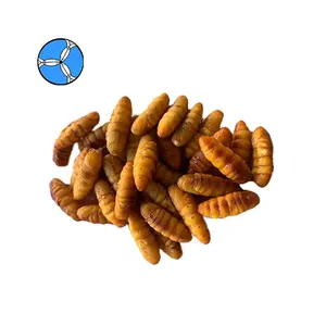 Export Animal Feed SANFENG SEAFOOD Frozen Dry Silkworm Pupae Autumn Silkworm For Sale