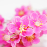 Fournisseur direct d'usine – Fleurs artificielles classiques en caoutchouc, plastique et tissu mélangés, motif fleur de prunier, pour mariage, Noël, remise de diplôme, faites à la main, à prix réduit