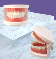 Modèle médical de dentisterie, appareil d'hygiène dentaire naturelle, modèle éducatif, pour hommes et femmes