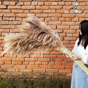 Precios súper bajos 56,5 cm Flor seca Hierba de Pampa seca para Decoración - Product Image 4