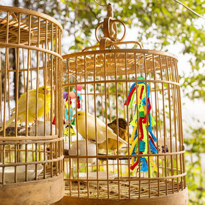 Bird <strong>Toy</strong> Set Bird Supplies Suspension Bridge <strong>Parrot</strong> Chewing <strong>Toy</strong> Swing Cross-Border Exclusive <strong>Parrot</strong> <strong>Toy</strong> Model T022 Round - Product Image 3