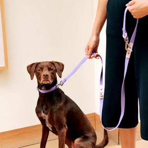 Laisse de luxe pour chien à deux crochets avec rivets de sécurité, nouveau design, dégagement rapide, en PVC enduit d'huile, imperméable, durable, classique, solide et tendance - Product Image 3