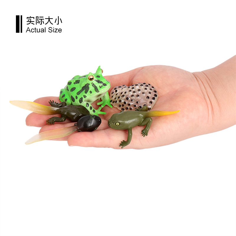 2488 Ciclo di vita della rana cornuta