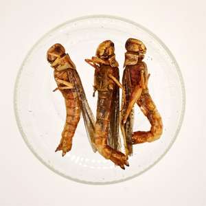 Fabrication en usine de divers aliments délicieux riches en protéines pour oiseaux et reptiles, grillons séchés, insectes séchés, sauterelles - Product Image 6