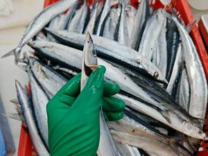 Un fournisseur de produits de la mer exporte <span class=keywords><strong>du</strong></span> poisson frais de mer congelé en vrac poisson Saury <span class=keywords><strong>du</strong></span> Pacifique pour le marché alimentaire africain - Product Image 4