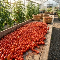 Machine de traitement de la pulpe de tomate, machine à ketchup, ligne de production de pâte de tomate