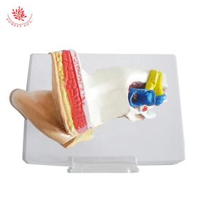 Modèle d'anatomie de modèle d'oreille humaine ultra réaliste petit et exquis recours d'enseignement - Product Image 6