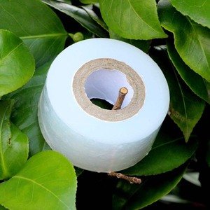 Grafting Film White 3Cm PE Stretch Film For Fruit <b>Trees</b> Garden Use - Product Image 3
