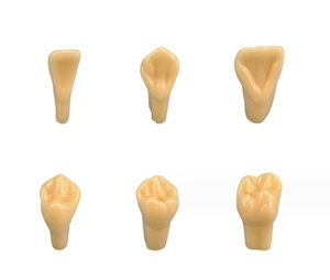 2x Grand Modèle Pédagogique Dentaire 28 Dents, Modèle Anatomique de la Bouche <span class=keywords><strong>Adulte</strong></span> avec 2 Dents Permanentes pour la Science Médicale CE/ISO - Product Image 3