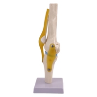 Modelo Anatómico de Articulación de Rodilla de Esqueleto Humano de Tamaño Real para Anatomía Médica