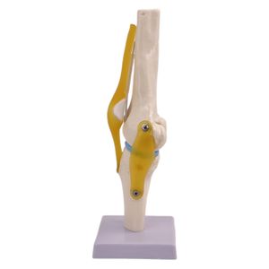 Modelo anatómico de la articulación de la <span class=keywords><strong>rodilla</strong></span> del <span class=keywords><strong>esqueleto</strong></span> <span class=keywords><strong>humano</strong></span> de tamaño real de anatomía médica - Product Image 5