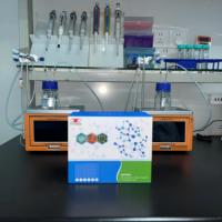 Human Immunodeficiency Virus Type 1 P24 Antigen (HIV-1P24) ELISA Research Kit