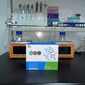 Kit de Investigación ELISA para el Antígeno P24 del Virus de Inmunodeficiencia Humana Tipo 1 (HIV-1P24) - Product Image 3
