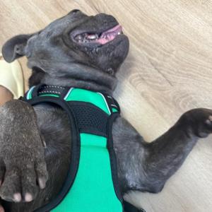 Imbracatura per cani Yommy con pettorina regolabile 2,5*39-55 cm - Product Image 3