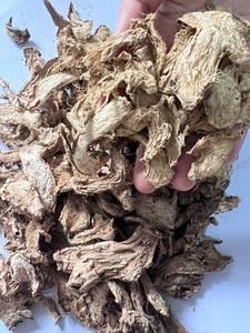 Sélection de rhizomes de gingembre amer géant à chair épaisse et aux huiles essentielles naturelles pour l'extraction - Product Image 4