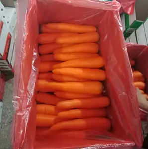 Chinese hot sale fresh carrot 150-200g / new season vegetable wholesale