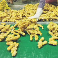 Gingembre frais en gros d'usine, prix compétitif, 150g 200g, gingembre frais de Chine, fournisseur de gingembre séché en vrac pour la vente en gros