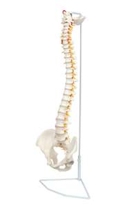 Modelo de Coluna Vertebral Flexível HSBM-104 - Modelo de Cordão Espinhal em Tamanho Real com Vértebras, Nervos, Artérias, Coluna Lombar e Pelve Masculina - Product Image 4