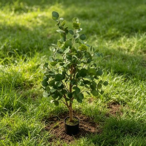 Artificial Eucalyptus <b>Plant</b> with Real Wood Stem Faux Potted Olive Tree in White Pot for Home Office Living Room Modern Decor Who - Product Image 6