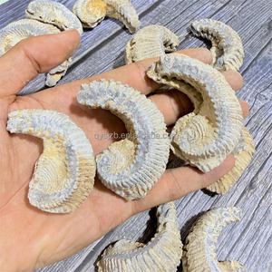 Fósil de Ostra Rastellum con Nervaduras Distintivas, Espécimen Bivalve del Cretácico Tardío para Investigación Geológica y Exhibición Paleontológica de Escritorio - Product Image 2