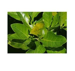 بجودة عالية جديدة مجففة طبيعيًا بأشعة الشمس أوراق هاوايان غير مُجففة للشاي - Product Image 6